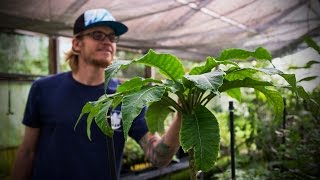 Saving endangered Native Hawaiian plants one seed at a time