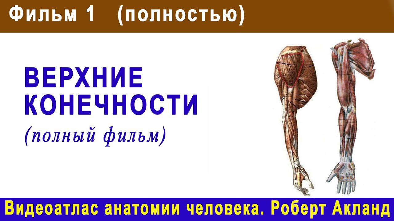 Получите подробный атлас анатомии собаки для скачивания
