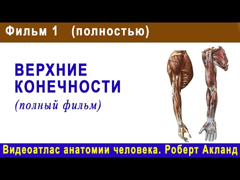1. Верхние конечности (полный фильм) | Атлас анатомии Акланда