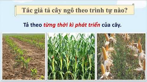 [TLV 4] CẤU TẠO BÀI VĂN MIÊU TẢ CÂY CỐI