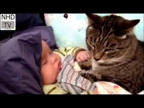 lustige videos | clips dogs cat sleeping with baby | the dog is the most loyal animals to humans