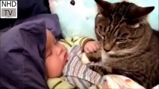 lustige videos | clips dogs cat sleeping with baby | the dog is the most loyal animals to humans by NHD-TV 73,730 views 8 years ago 3 minutes, 32 seconds