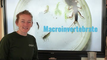Aquatic Macroinvertebrates