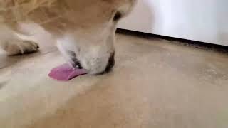 🐕 🐶 ASMR Four Hours Dog Licking Peanut Butter Off Rough Tile Floor - Looped - No Talking - For Sleep