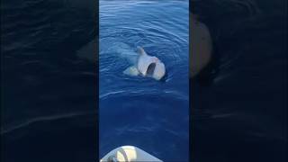 Liberan a un Tiburón en Mallorca / Colonia de san peré