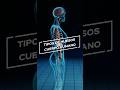 Tipos de huesos del cuerpo humano #shortsvideo #shorts #datos #pildoradesabiduria