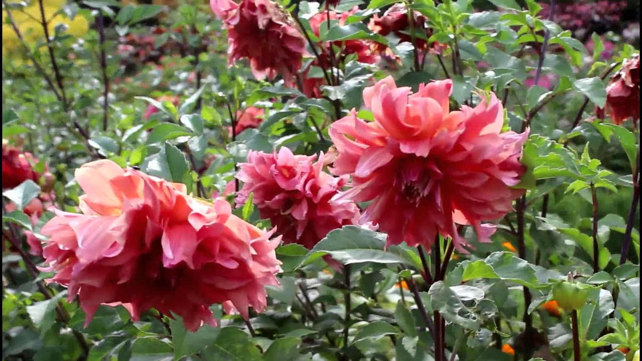  FLOWER FARM BUWAKAN NI ALEJANDRIA BEAUTIFUL FLOWERS CEBU