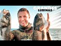 🔱 PESCA SUBMARINA | SPEARFISHING. TOÑO (GRANDES LUBINAS EN GALICIA).