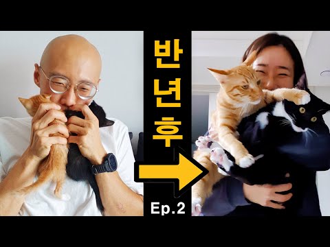 <strong>아기</strong> 고양이 형제의 충격적인 6개월 <strong>급성장기</strong> - 초보집사로그 2편