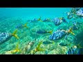 Glass bottom boat Great Barrier Reef (Cairns &amp; Whitehaven Beach Australia) GoPro Underwater