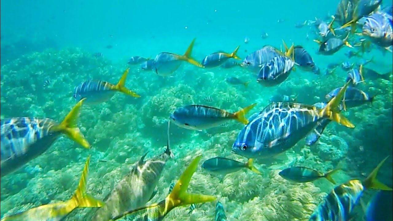 Glass bottom boat Great Barrier Reef (Cairns & Whitehaven Beach