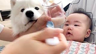 Dog gets addicted to baby's beef porridge