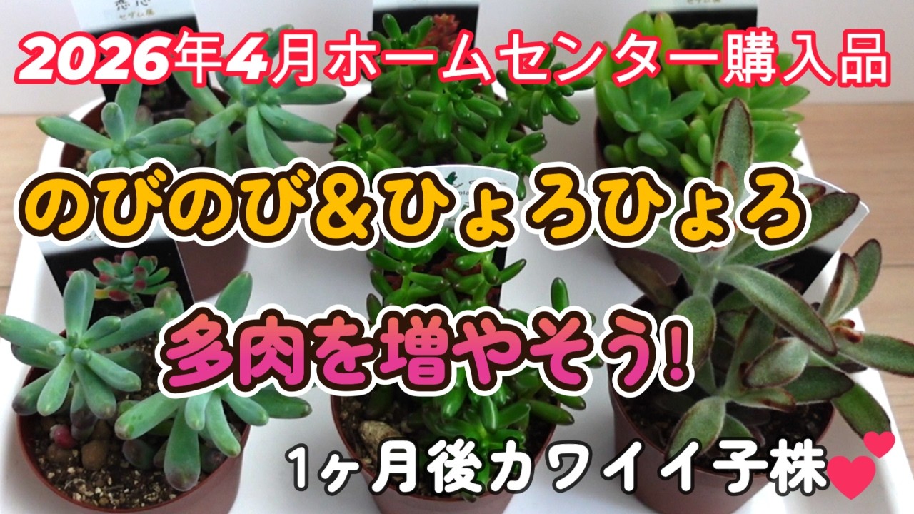 お纏め専用　多肉植物　❁︎春薔薇錦　新根あり 14「多肉植物」ホームセンター購入、のびのび＆ひょろひょろ多肉を
