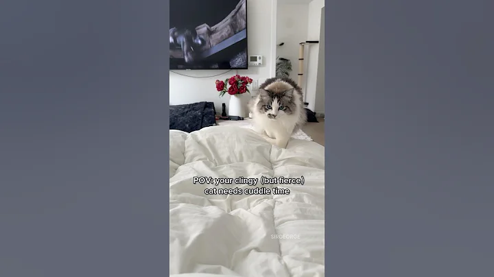 Video 8965431: adorablecats, cat cuddling