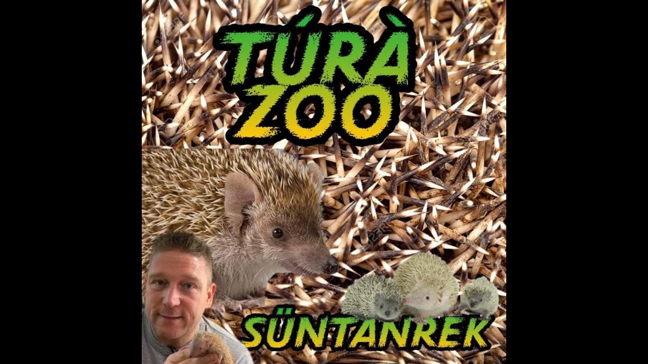 A süntanrek (Echinops telfairi) bemutatása és tartása.