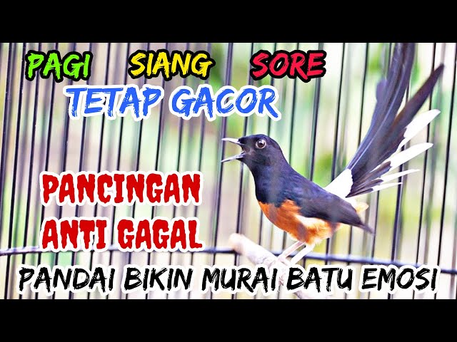 PANCINGAN MURAI BATU GACOR EMOSI ‼️ AMPUH BIKIN MURAI BATU APAPUN IKUT EMOSI DAN RAJIN BUNYI class=