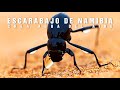 EL ESCARABAJO DE NAMIBIA | Obtiene agua del aire | Mini documental tan natura