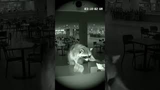 CCTV Captures Animals Doing the Strangest Things at 3AM