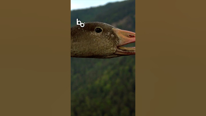 They Lost Their Daughter?! 😱💔 #Drama #birds #goose #animals #nature #bbcearth #wildlife #birds