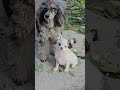 Малышка АКАНЕ Кимико Мажориковна ЖДЁТ СВОЮ ЛУЧШУЮ СЕМЬЮ чихуахуа питомник Кастропуло Крым