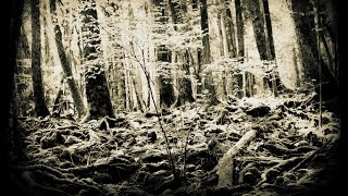 Toad in Transit - Kuroi Jukai