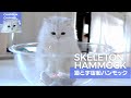 猫さん【宇宙船ハンモック】の中から必死にオモチャを取ろうとする姿が可愛い～♫ / Skeleton Hammock.