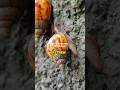 HEWAN INI BISA TIDUR SAMPAI 3TAHUN#siput#faktaunik#treding#shortvideo#shorts