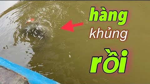 Câu cá rô đồng, bất ngờ khi hàng khủng tự tìm đến tay | Miền quê Tiền Giang