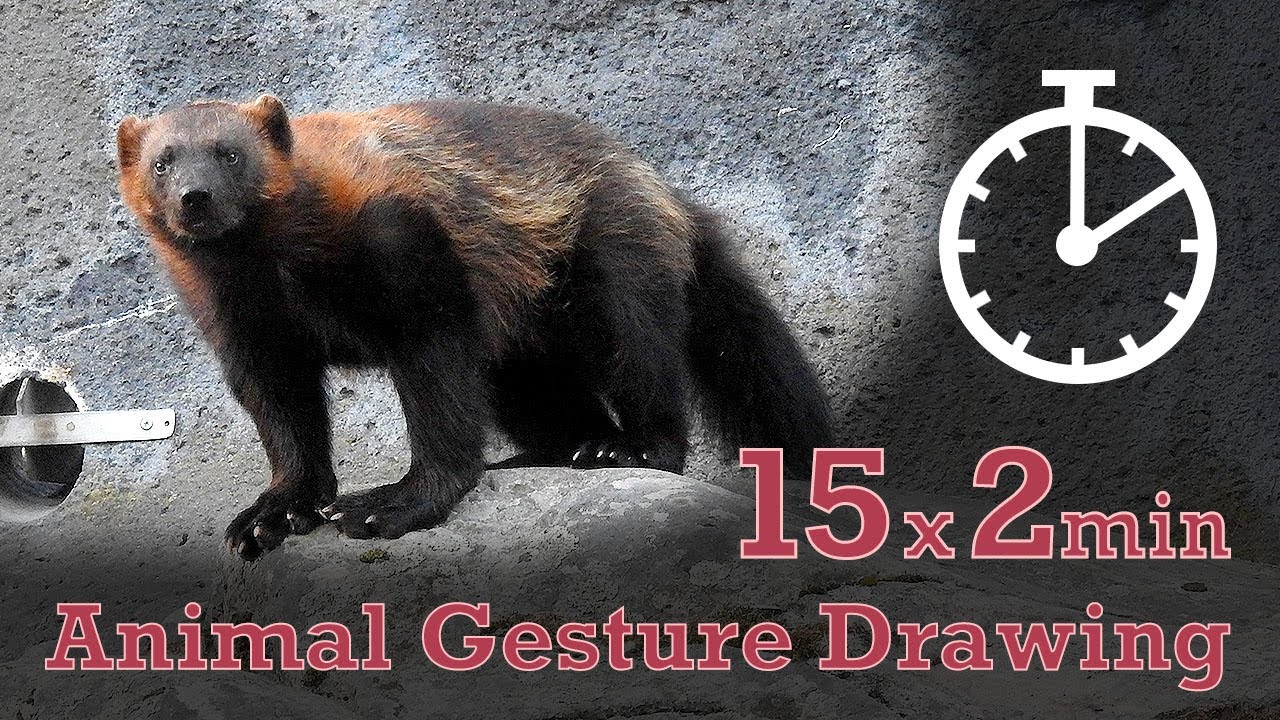 Animal Drawing References #20 - 15x2min poses - Wolverine