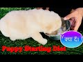 Puppy ko starting diet me kya de lab puppy love diet food labradorlove puppylove dog india