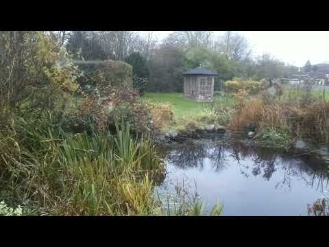 Heron Vs TallGuard - Heron working out pond defence - Best Heron Deterrent