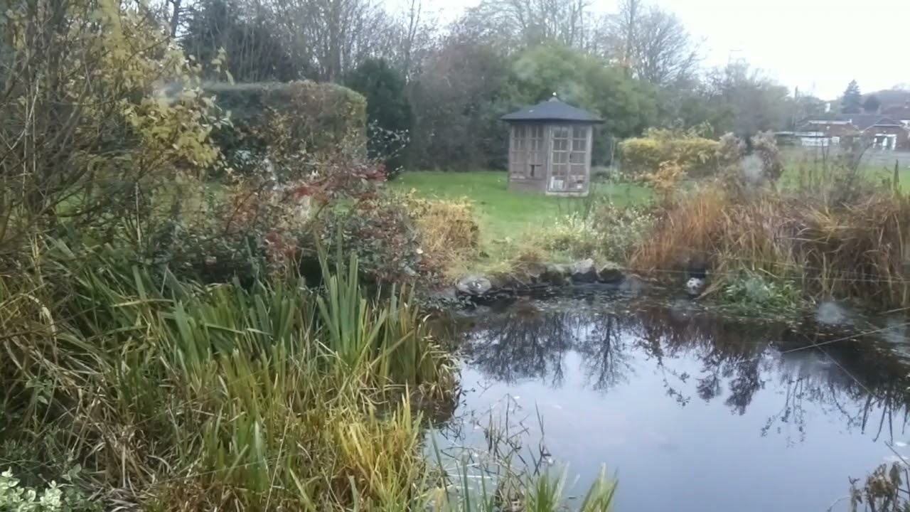 Heron Vs TallGuard - Heron working out pond defence - Best Heron Deterrent