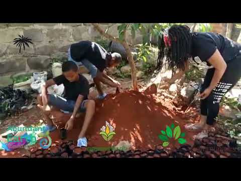 Regreening the city, Dee J Essy's urban tree nursery in Nairobi