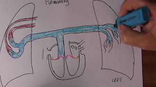 Cardiovascular System 4, Pulmonary circulation