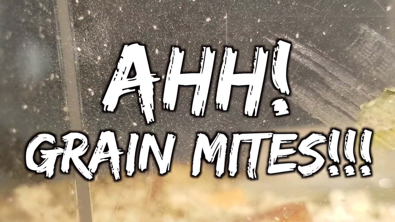 OH NO! GRAIN MITES!