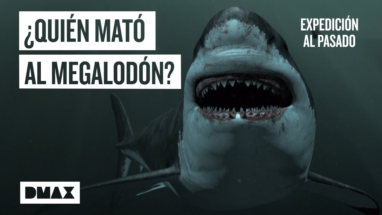 Megalodón: ¿Qué sucedió con el depredador marino de las profundidades? | Expedición al pasado