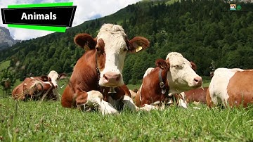 Earth and its Resources (Sindhi Version)I Science I Grade 2 Unit 5 Lesson 1