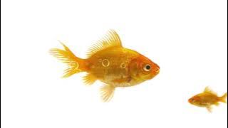 Mainan Kucing - Tangkap Ikan Genit, mondar mandir seru!!!