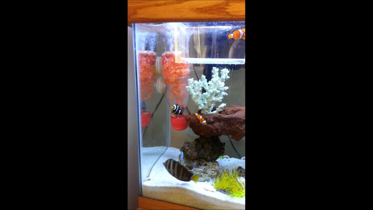 saltwater sushi & burger Mated black n white clowns