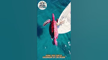 Thumbnail of Giant Red Turtle Swimming in the Ocean Changed Everything! #amazing #movie