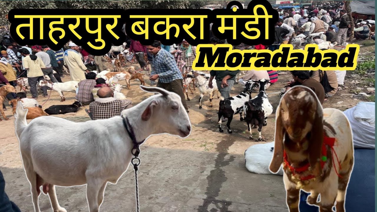 आज का बाजार रहा सस्ता ll 24/02/2026 Taharpur bakra mandi Live Update with price ll Moradabad UP￼