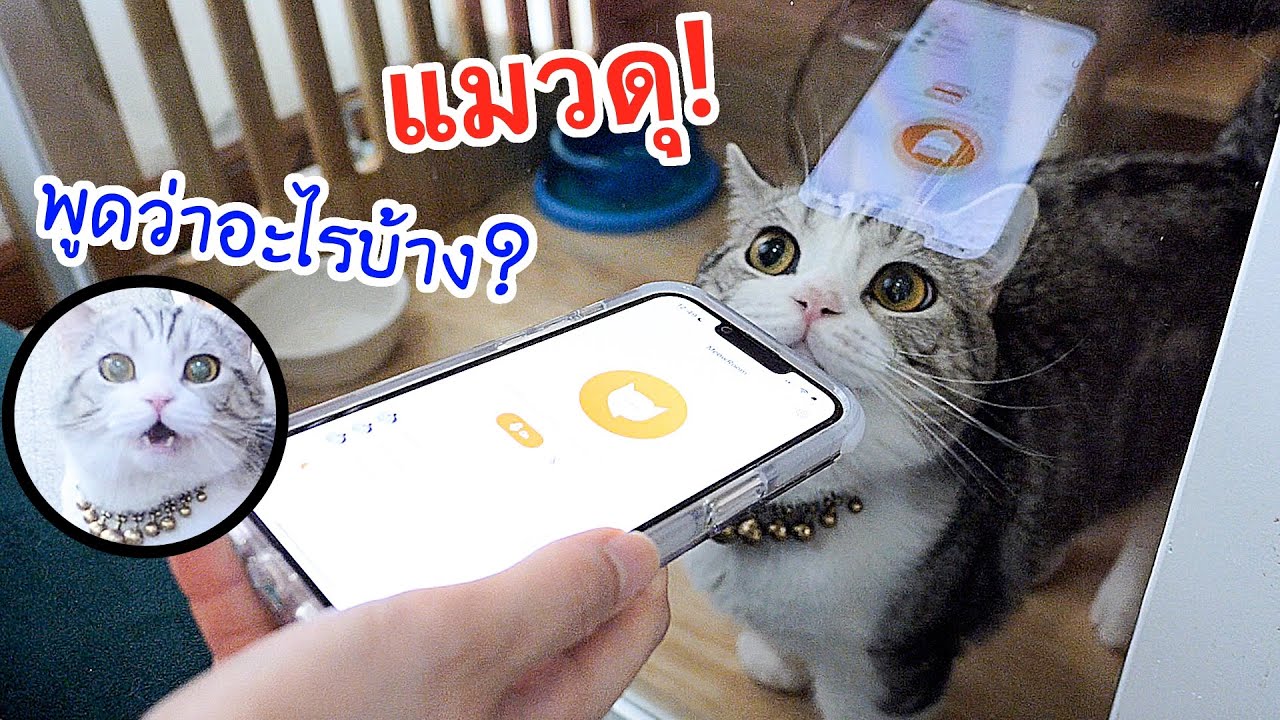 ฝึก แมว  New 2022  ลองใช้ app คุยกับแมว! จริงๆแล้ว แมวดุมันพูดว่าอะไร?