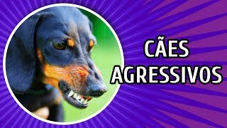 TUDO SOBRE CÃES AGRESSIVOS com Bruno Leite