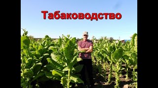 Про  Табак - Отвечаю  На Вопросы  Зрителей И Подписчиков Канала.