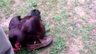 How Do Chickens Have SEX?