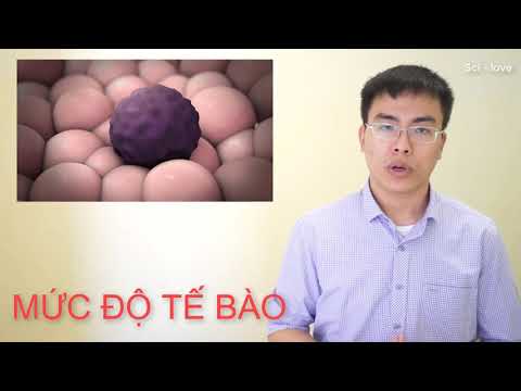 Video: Tại Sao Wolfberry Lại Nguy Hiểm?