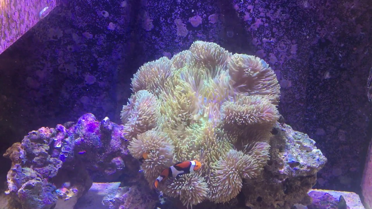 True Carpet Anemone (S. Gigantea) YouTube