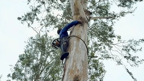 Cưa  cây bạch  đàn  với  cây  còng  ,Ở  thoại  sơn  ,Cưa  cây  kỷ thuật  cao