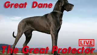 GREAT DANE PROTECTS FAMILY FROM INTRUDER - LIVE ANALYSIS