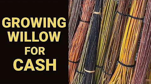 Harvesting Willow as a Cash Crop